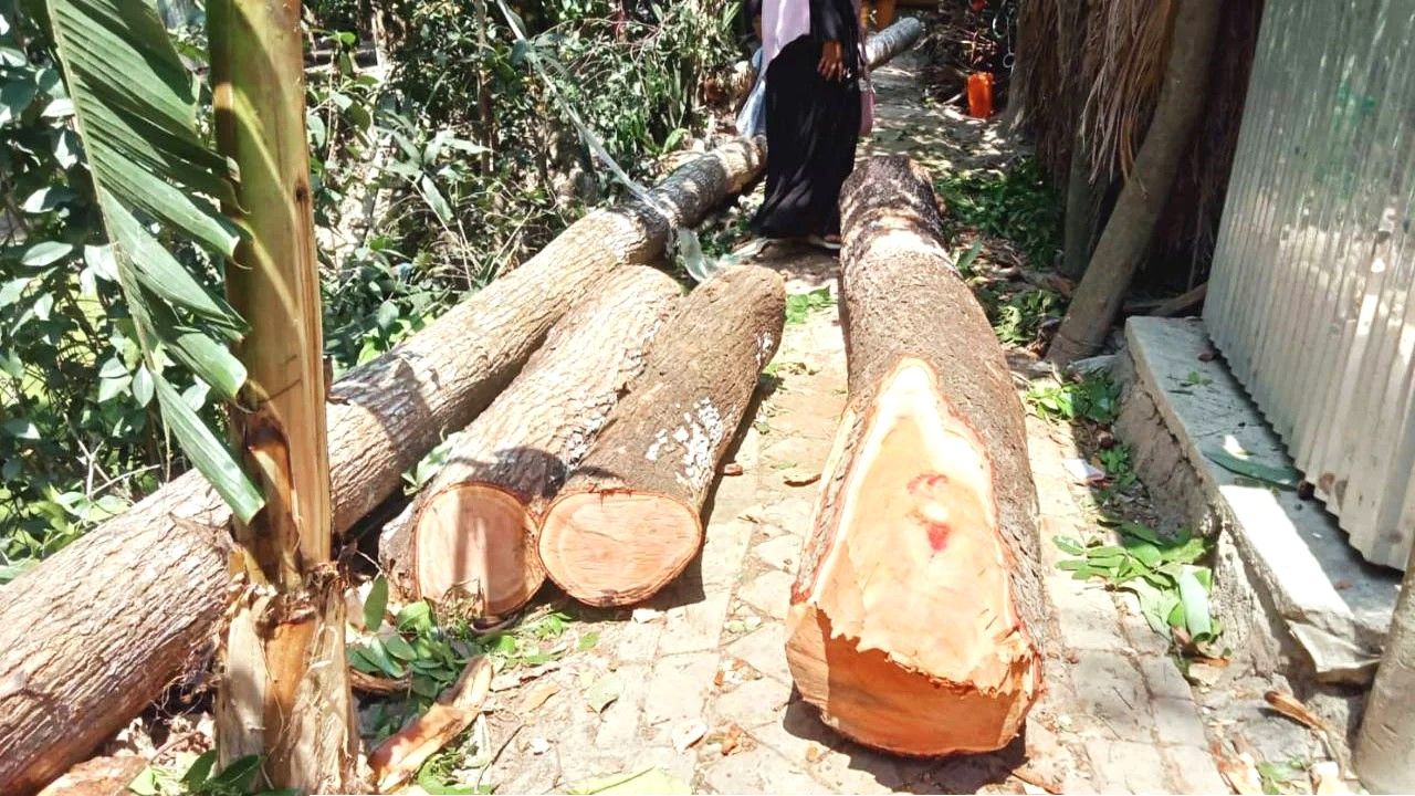 ইউনিয়ন পরিষদের গাছ কেটে নেয়ার অভিযোগ যুবলীগ নেতার বিরুদ্ধে