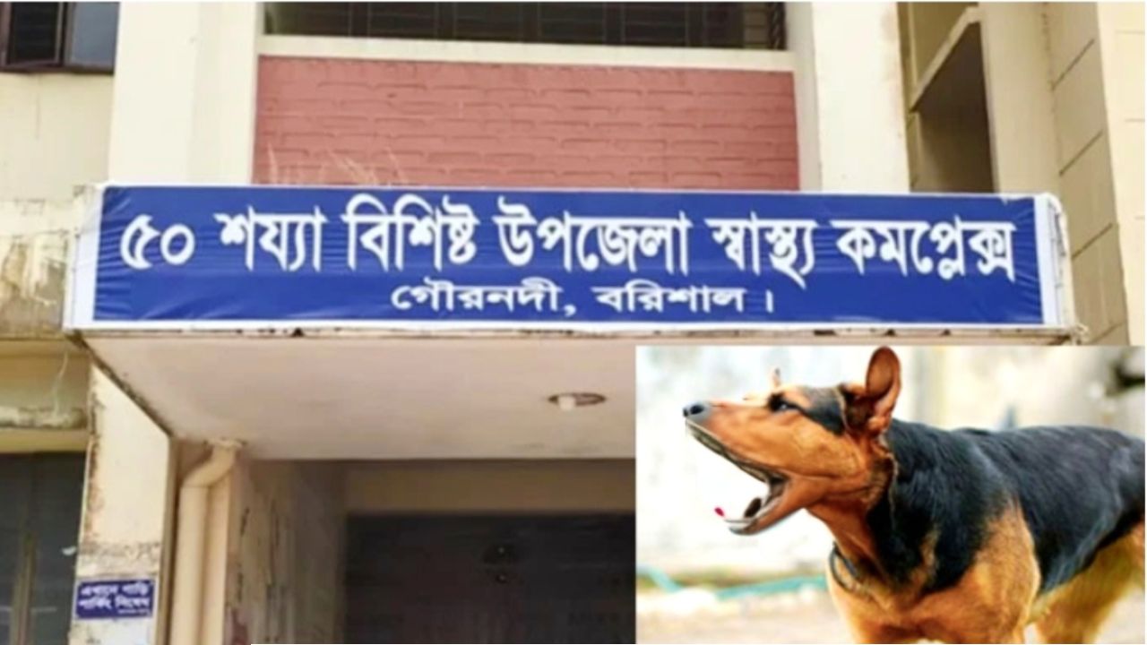 গৌরনদীতে একইদিনে পাগলা কুকুরের কামড়ে ১৪ জন আহত, বিড়ালের কামড়ে আরও একজন