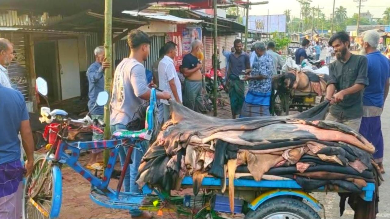 গৌরনদীর টরকীতে জমজমাট কোরবানির চামড়ার বাজার ৩৫০ থেকে ৭০০ টাকায় বিক্রি
