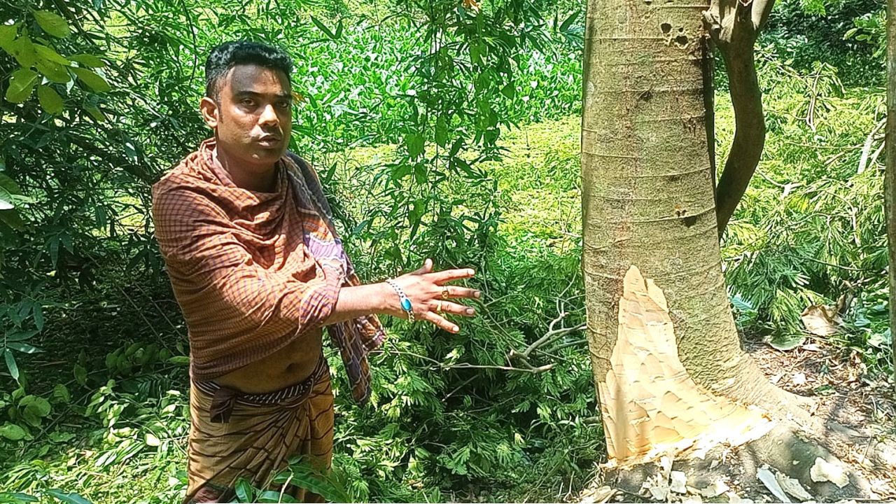 মাহিলাড়া বাজারে গাছ কাটাকে কেন্দ্র করে বিরোধ, সজল খানের বিরুদ্ধে জমি বিক্রির অভিযোগ